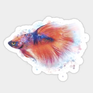 Red koi Betta Sticker